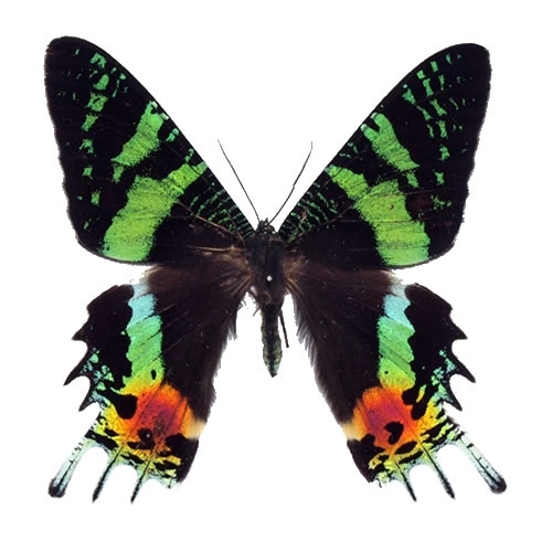 ニシキオオツバメ , アゲハ蝶科標本 , 蝶の標本 販売・通販の