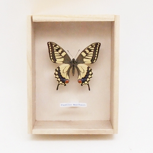 キアゲハ , アゲハ蝶科標本 , 蝶の標本 販売・通販のNatureShop
