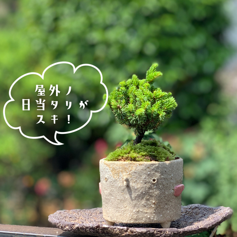 送料無料【エゾマツのミニ盆栽 鉢 真山茜氏】えぞまつ 蝦夷松 蝦夷マツ