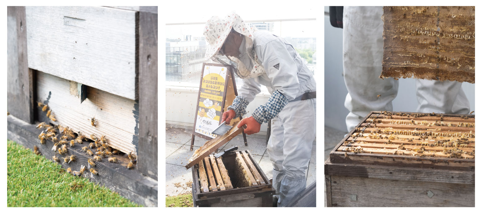 みつばちプロジェクト｜ホテル日航つくば【公式】