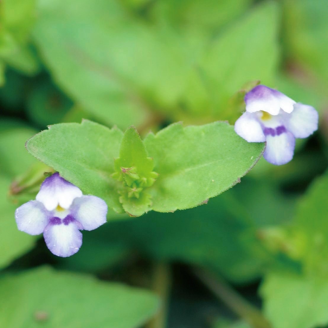 身近な雑草たちの奇跡 | SBクリエイティブ