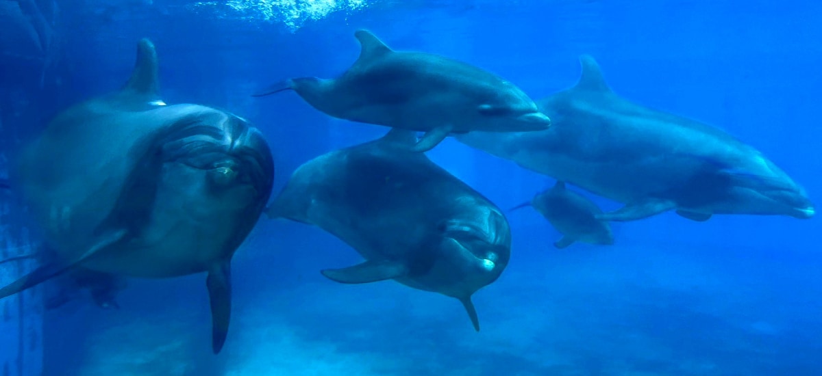 ふれあいラグーン】バンドウイルカの赤ちゃんすくすく成長中！｜横浜