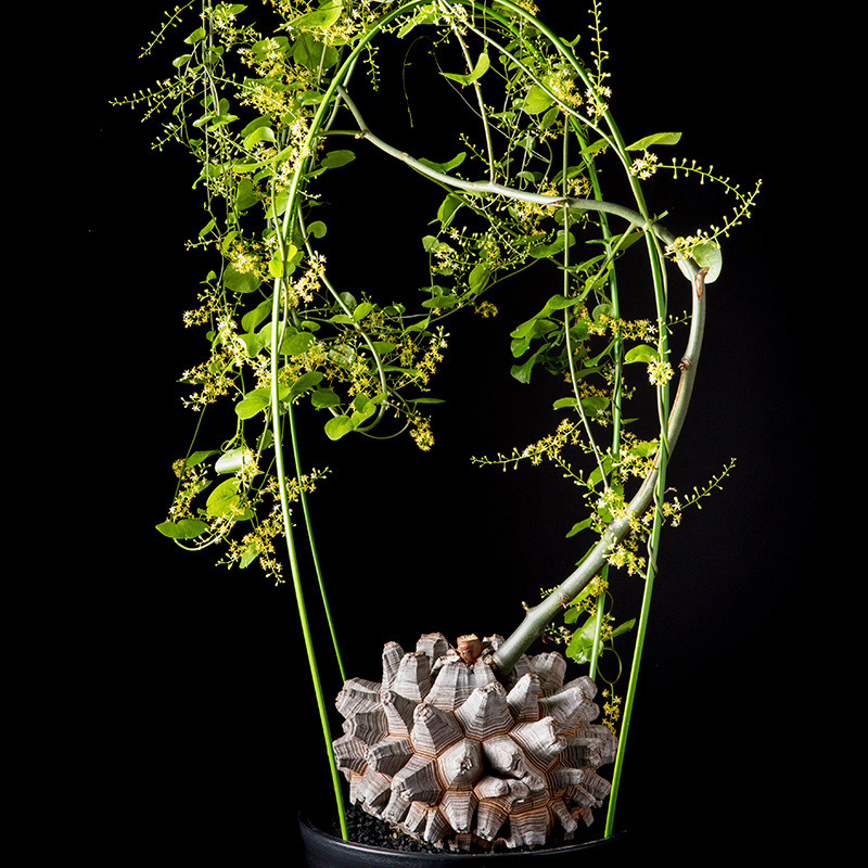 ディオスコレア亀甲竜の基本情報・育て方｜多肉植物・サボテン図鑑