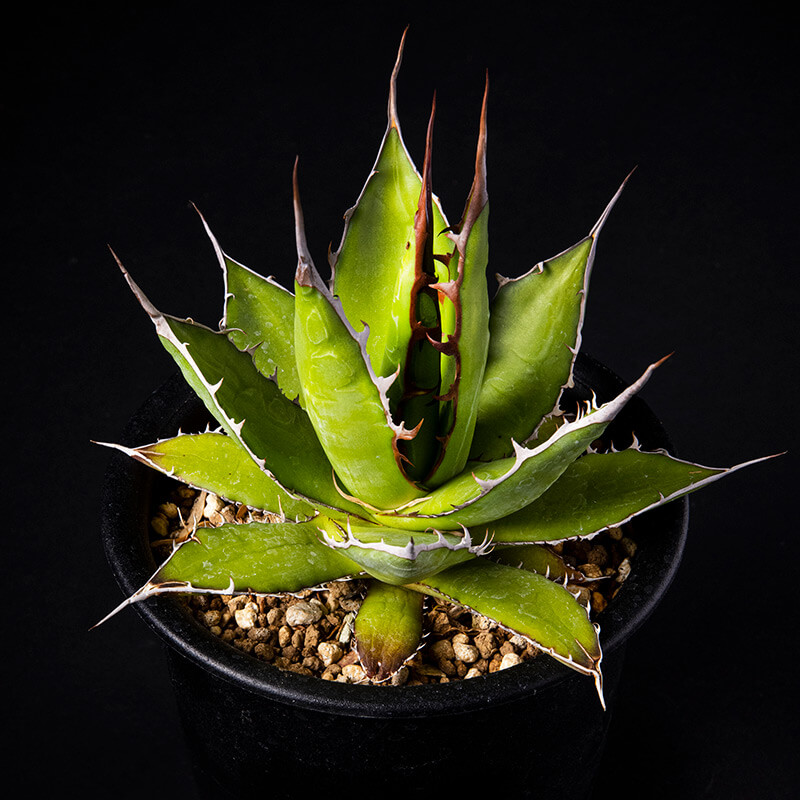 アガベ・ホリダの基本情報・育て方｜多肉植物・サボテン図鑑｜みんなの