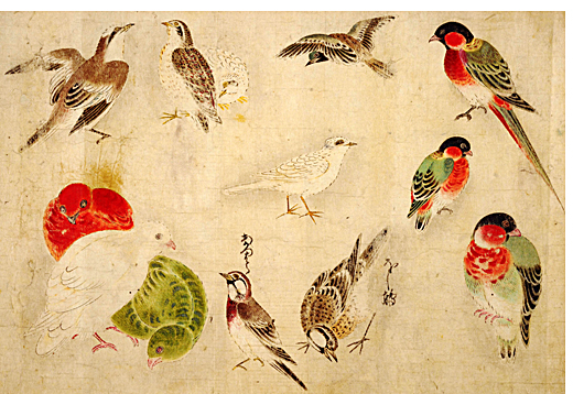 伊勢長嶋藩藩主 画号雪齋 増山正賢の図譜 百鳥図