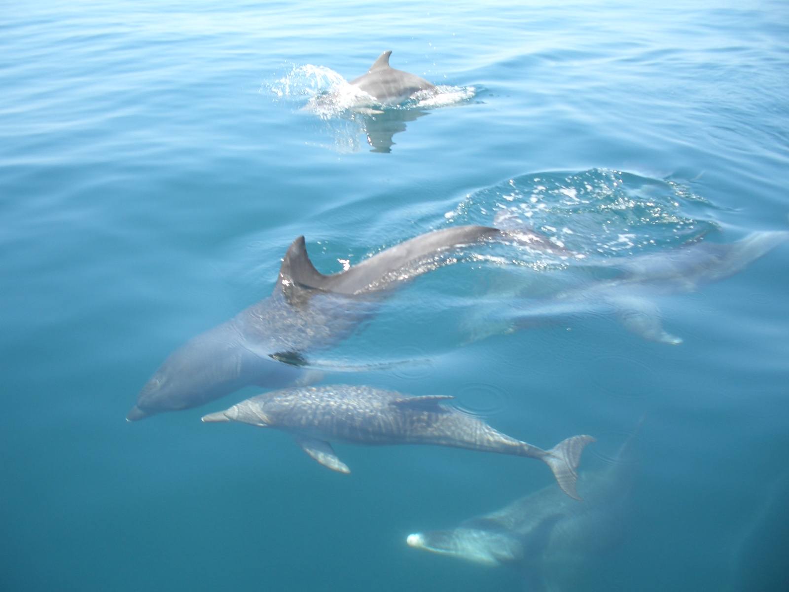 世界遺産「﨑津集落」を見たら、「イルカウォッチング」へ - 熊本県