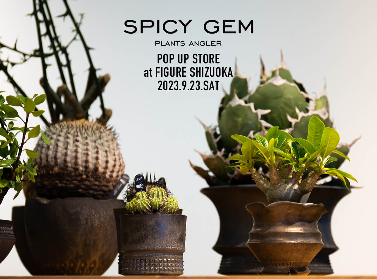FIGURE SHIZUOKAにて、サボテン・コーデックスプランツシーンを牽引