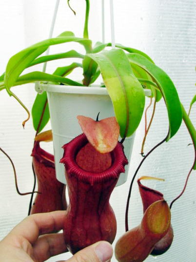 N.ventricosaの栽培