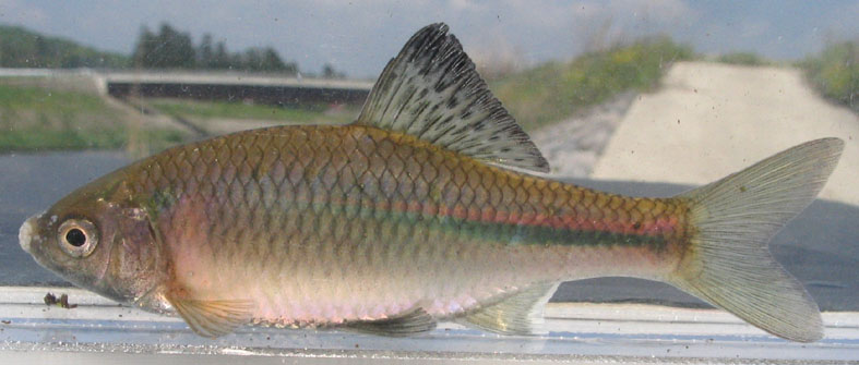 タナゴ - WEB魚図鑑