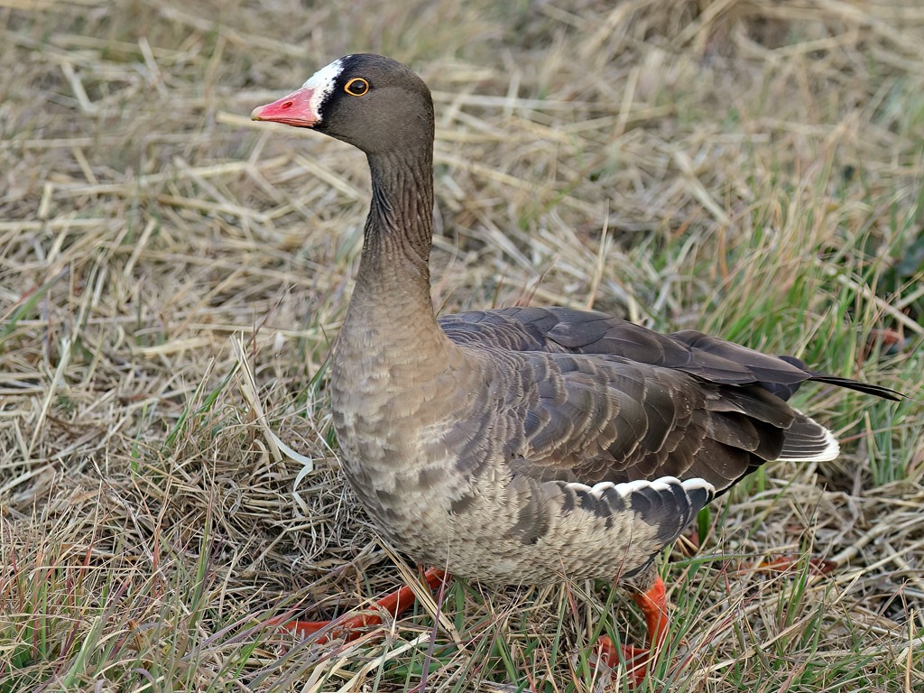 カリガネ(2026.02.25) - 日本の野鳥識別図鑑