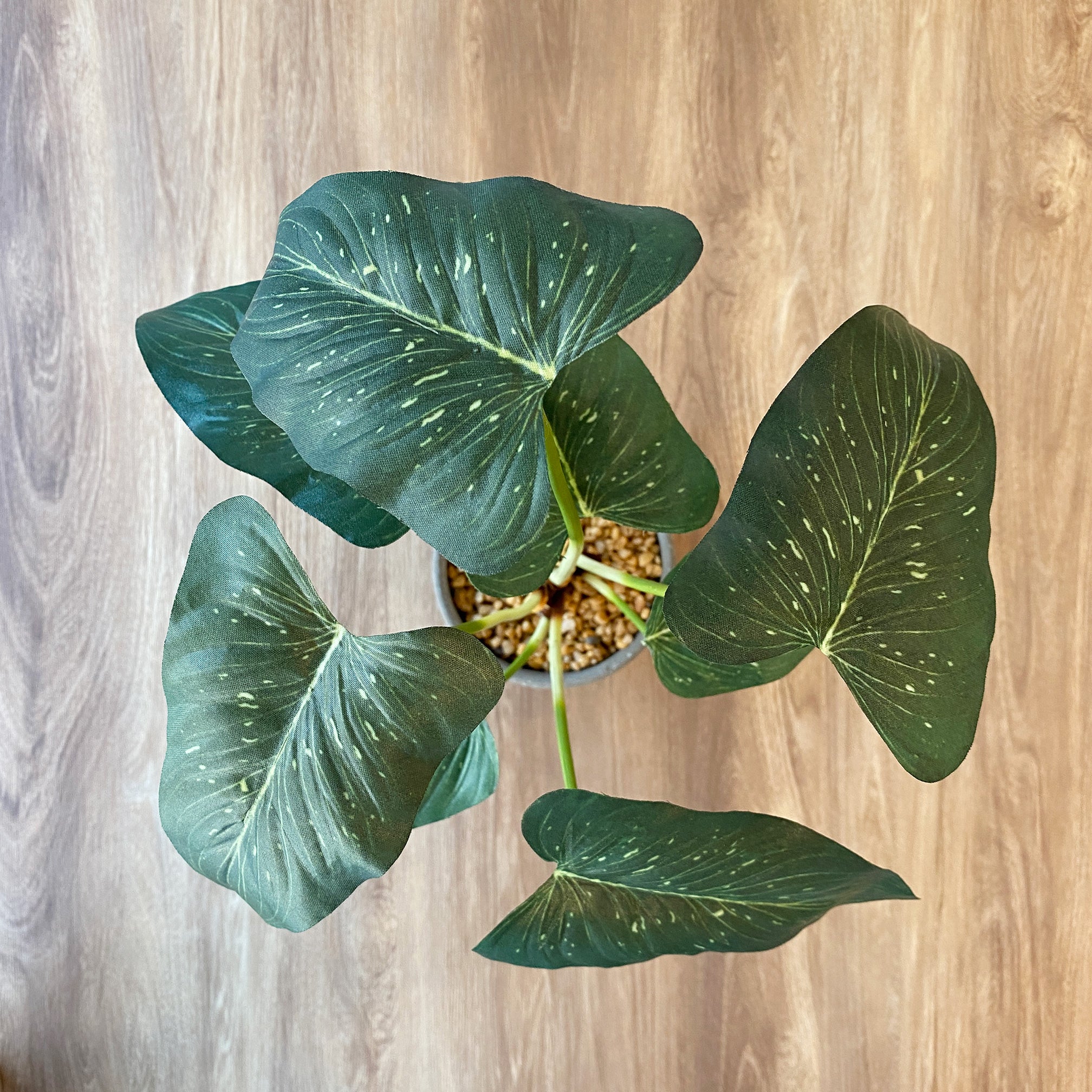 アンスリウム künstliche - フェイクグリーン専用通販サイト