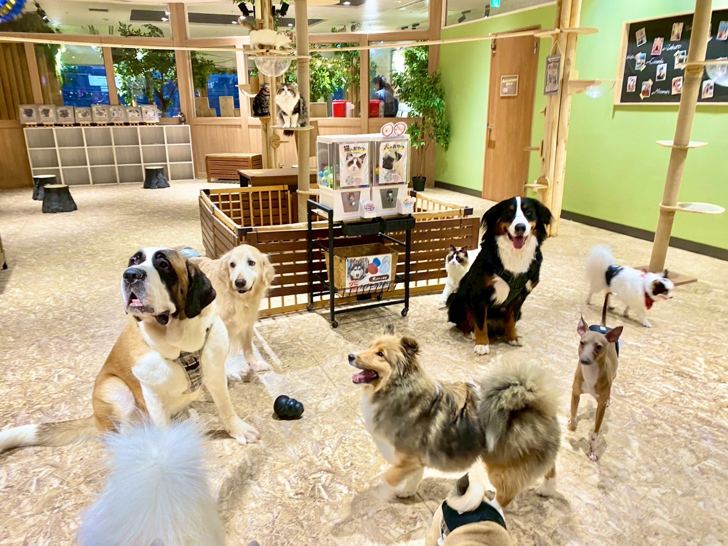 公式】動物たちが暮らす森 アニミル｜都市型ふれあい動物園