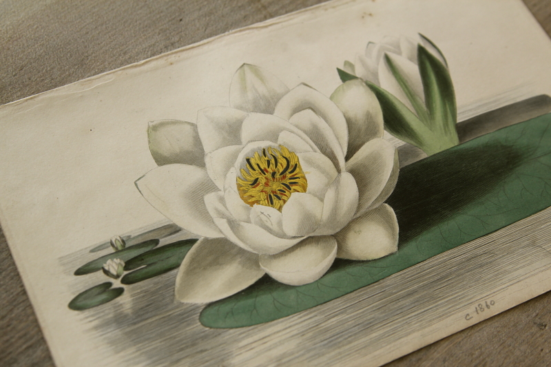 アンティークプリント ボタニカルアート イギリス 植物図鑑 【Antiques