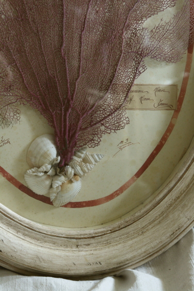 アンティーク標本 貝 珊瑚 海藻 アートフレーム イタリアフィレンツェ