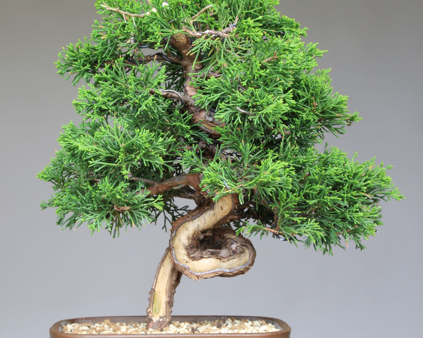 糸魚川真柏（捻転幹・ジン・シャリ）小品盆栽 【泰寿園 Online】現品