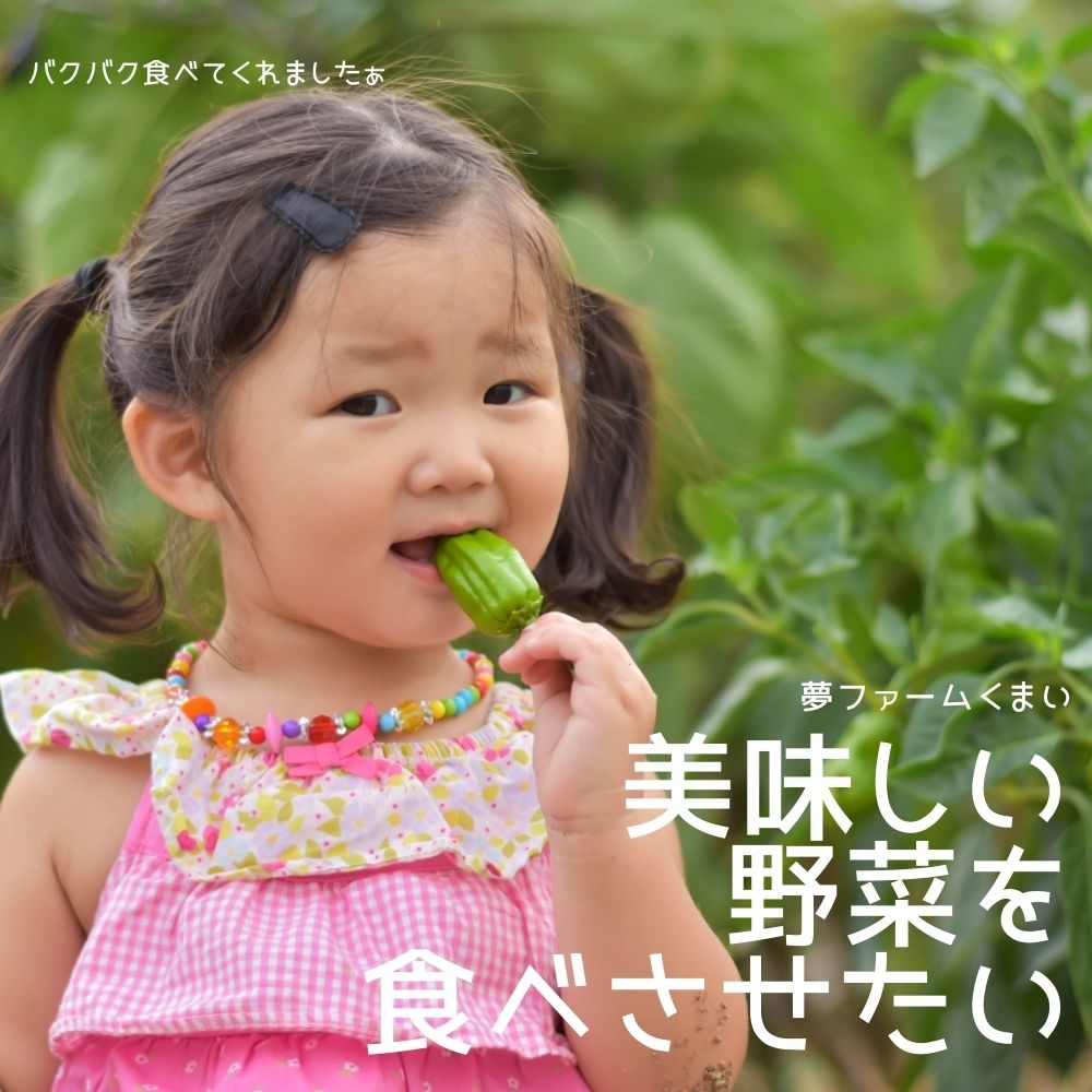 送料無料】遠藤さんの朝採り野菜セット 8点 6月の直売野菜 新潟県阿賀野産