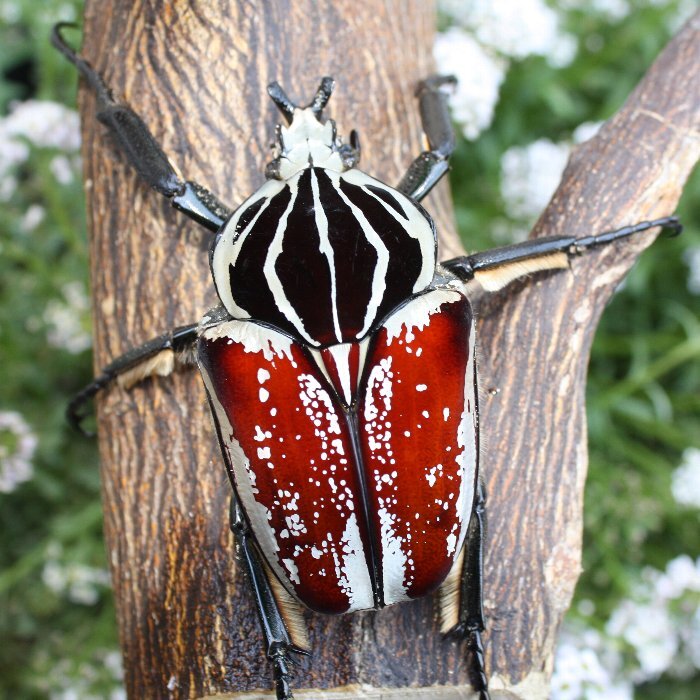 Yahoo!オークション -「ハナムグリ」(カブトムシ) (虫類)の落札相場