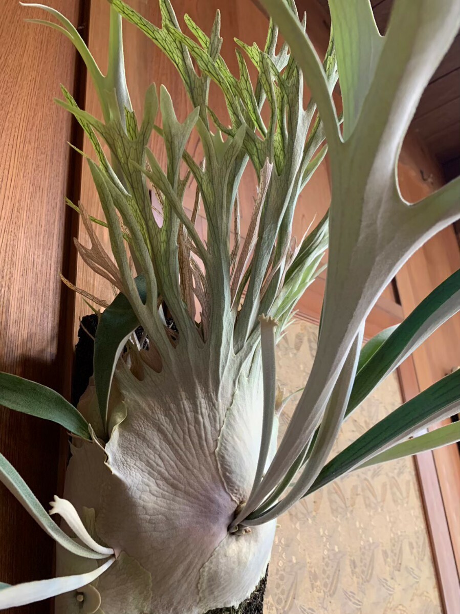 Yahoo!オークション - P.veitchii Limited species 3rd edition (ビー