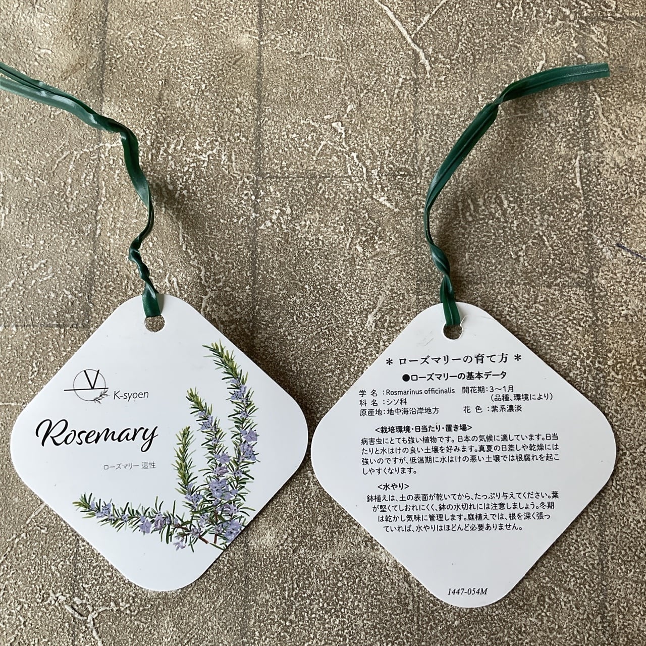 送料無料】ローズマリー 這性 7寸鉢 | 橋本種苗園