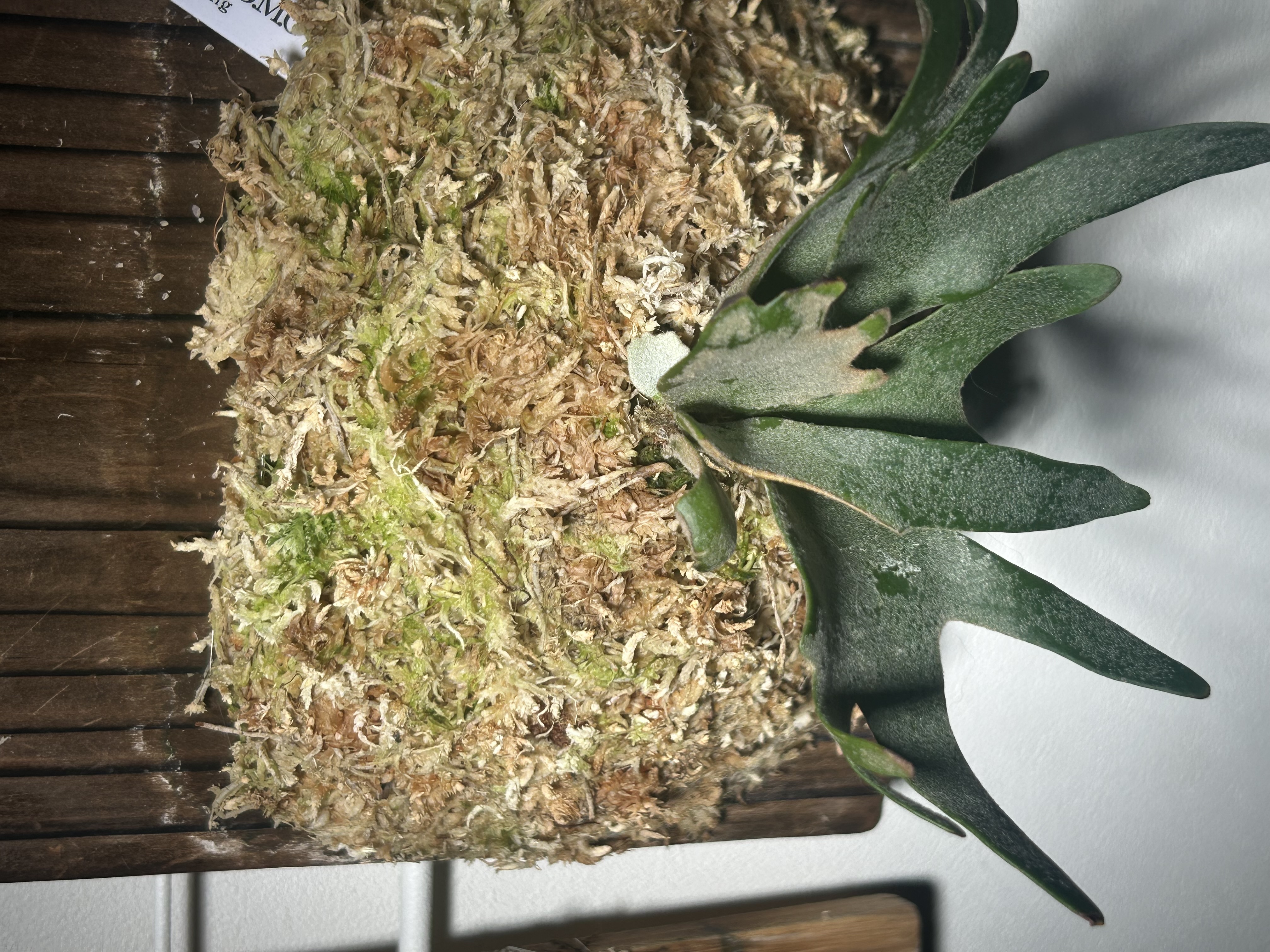 OMGの成長点の向き ビカクシダの森