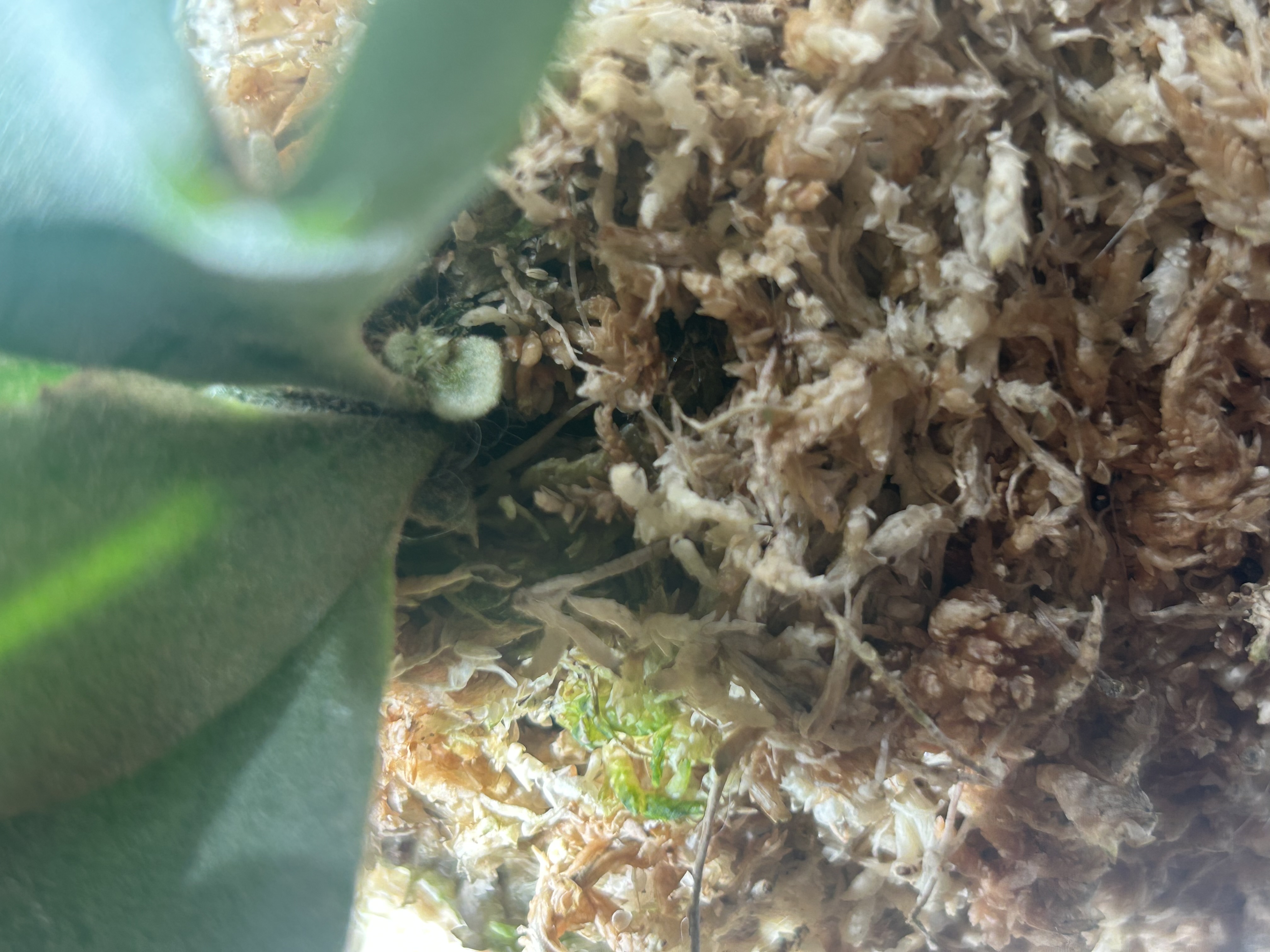 OMGの成長点の向き ビカクシダの森