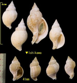 Microshells: Siphonalia fusoides トウイト