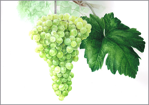 第41回ーブドウを描く - Botanical Art Salon
