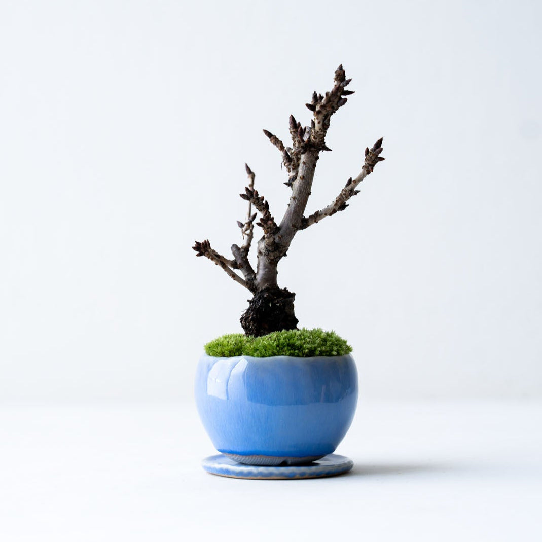 石木花 旭山桜（受け皿セット）ギフトにも最適なミニ盆栽 – By Emotion