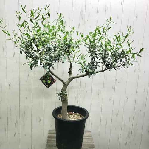 現品 盆栽樹形！ オリーブの木 ネバディロブランコ souju 8号 その他