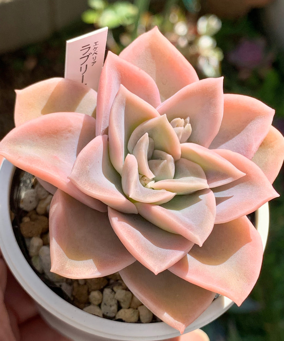 人気品種！☆ラブリーローズ 多肉植物 自家栽培 国産 多肉植物 美