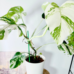 希少】605. 極斑入り モンステラ ホワイトタイガー 観葉植物 多肉植物