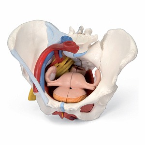 女性骨盤, 内臓・骨盤底筋付, 6分解モデル (販売企業:日本スリービー