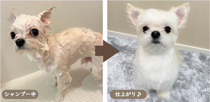 隠れた逸品 ベルベットシャンプー ｜動物ナビ｜14時までのご注文で当日発送