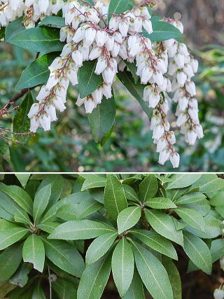 アセビ 新・花と緑の詳しい図鑑