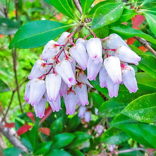 アセビ 新・花と緑の詳しい図鑑