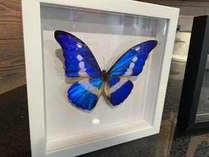 Morpho Helena | eBay