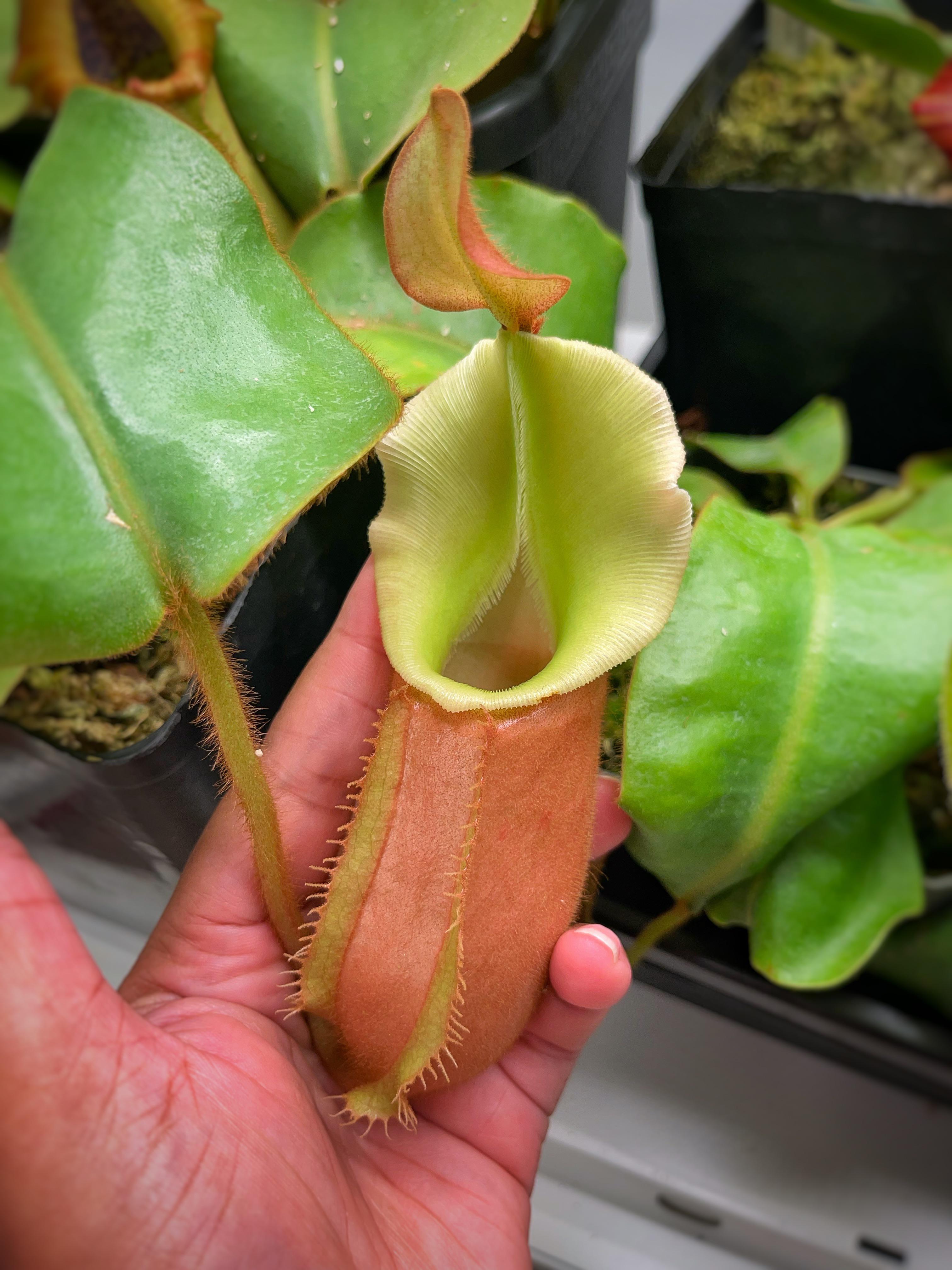 Veitchii ( big mama x pink candy cane : r/SavageGarden