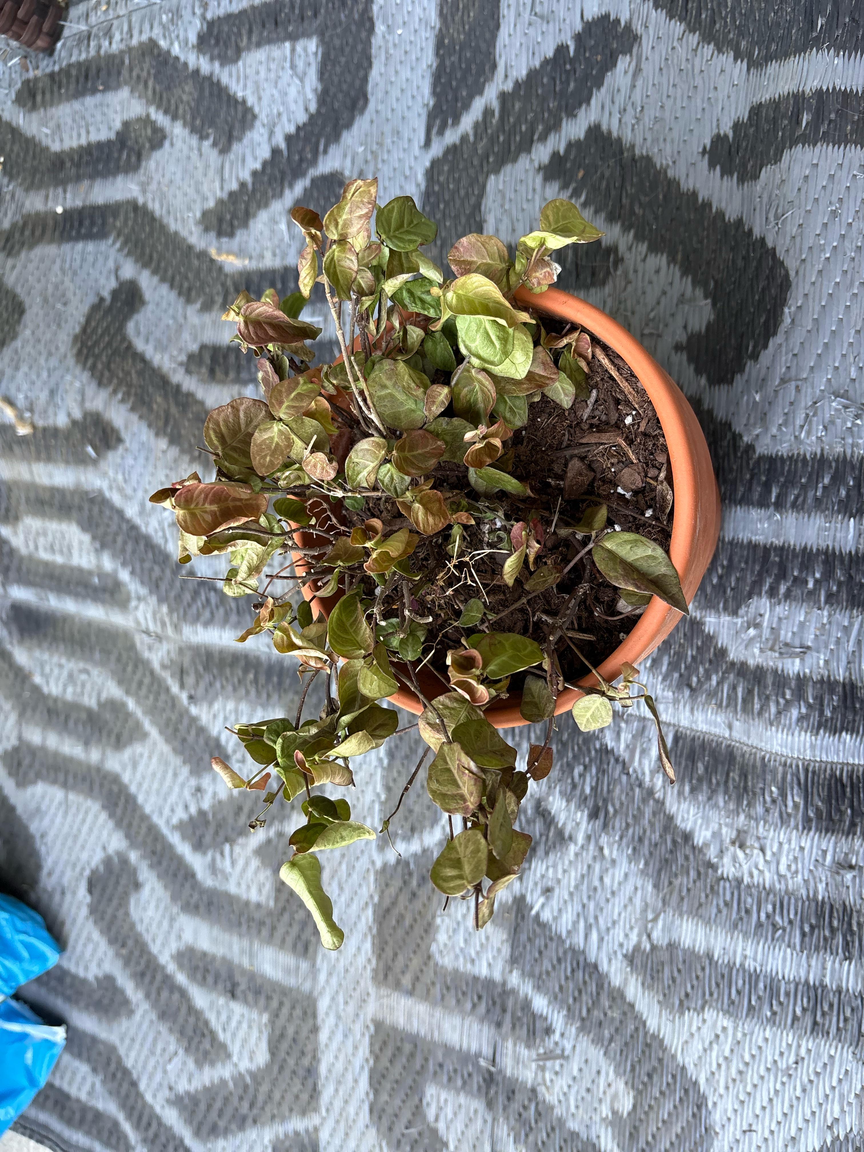 Asiatic Jasmine Help : r/plants