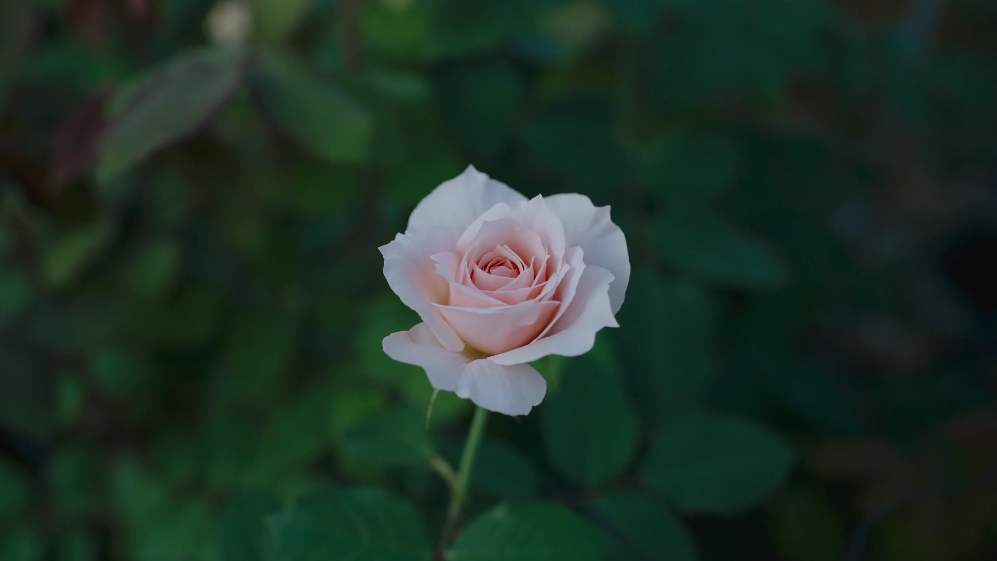 WABARA｜Rose Farm KEIJI – WABARA online store