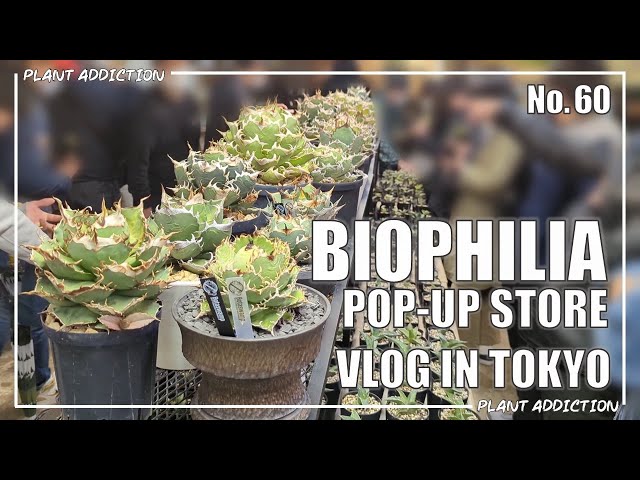 Japan's highest level agave exhibition and sales, BIOPHILIA POP-UP