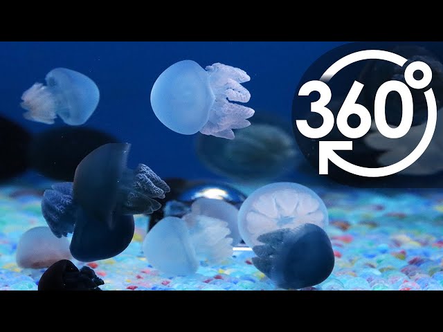いきもの目線】カラージェリーフィッシュ ／ 360lives Jelly blubbers