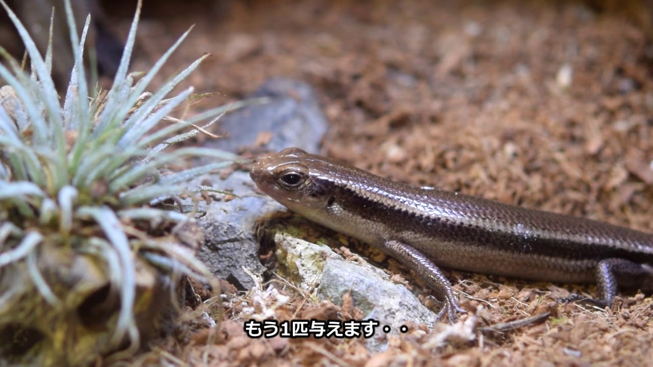 トカゲ餌やり3年と2ヶ月目 - YouTube