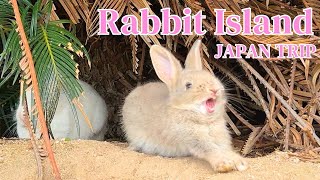 Rabbit Island, JAPAN] 600 rabbits live on Rabbit Island travel