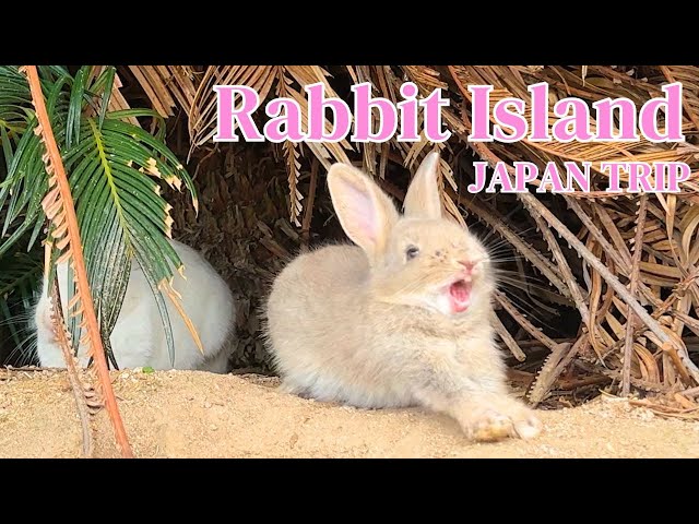 Rabbit Island, JAPAN] 600 rabbits live on Rabbit Island travel