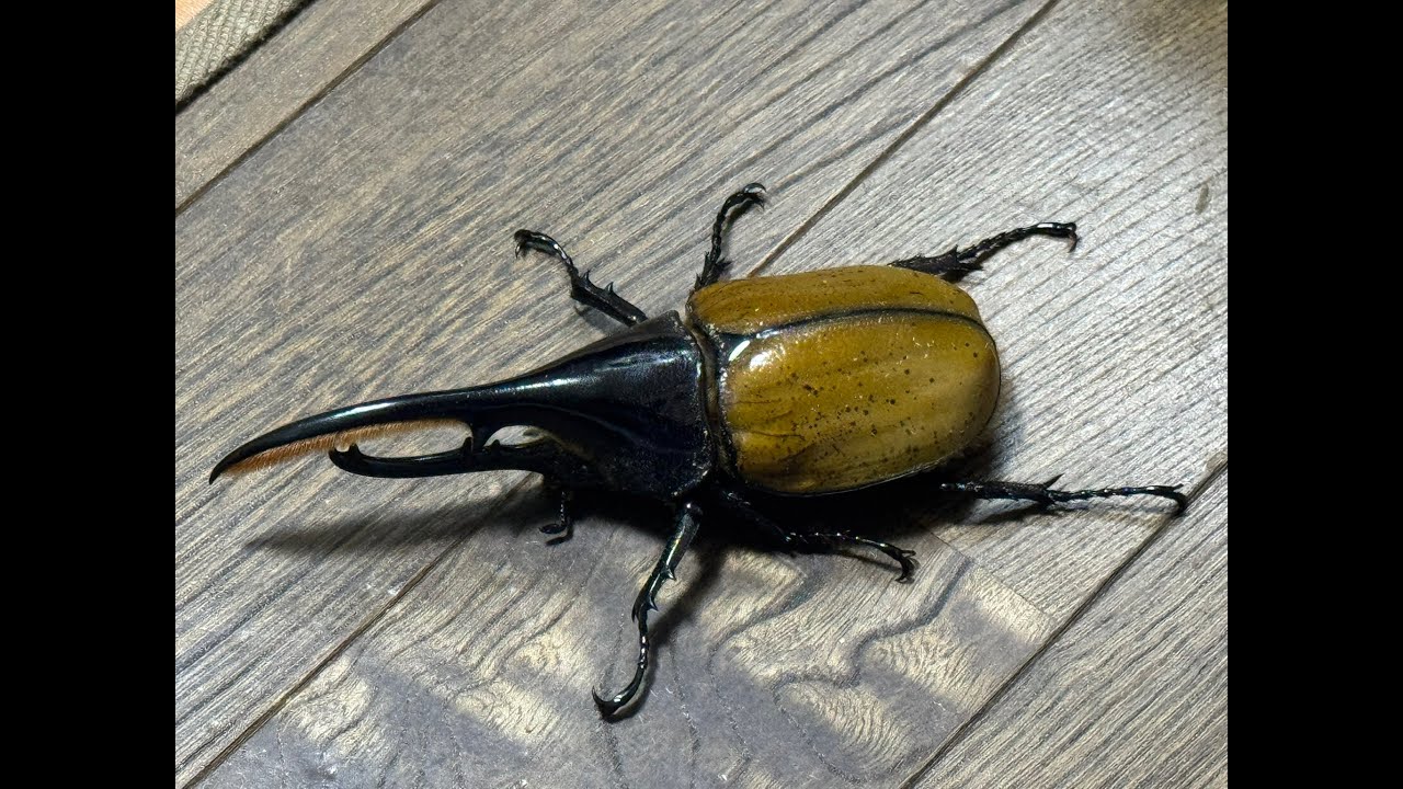 レア亜種を開封動画】ヘラクレスオオカブトはやっぱり良いなあ！ - YouTube