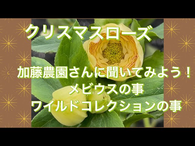 加藤農園さんにメビウスの事、ワイルドコレクションの事を聞いてみまし