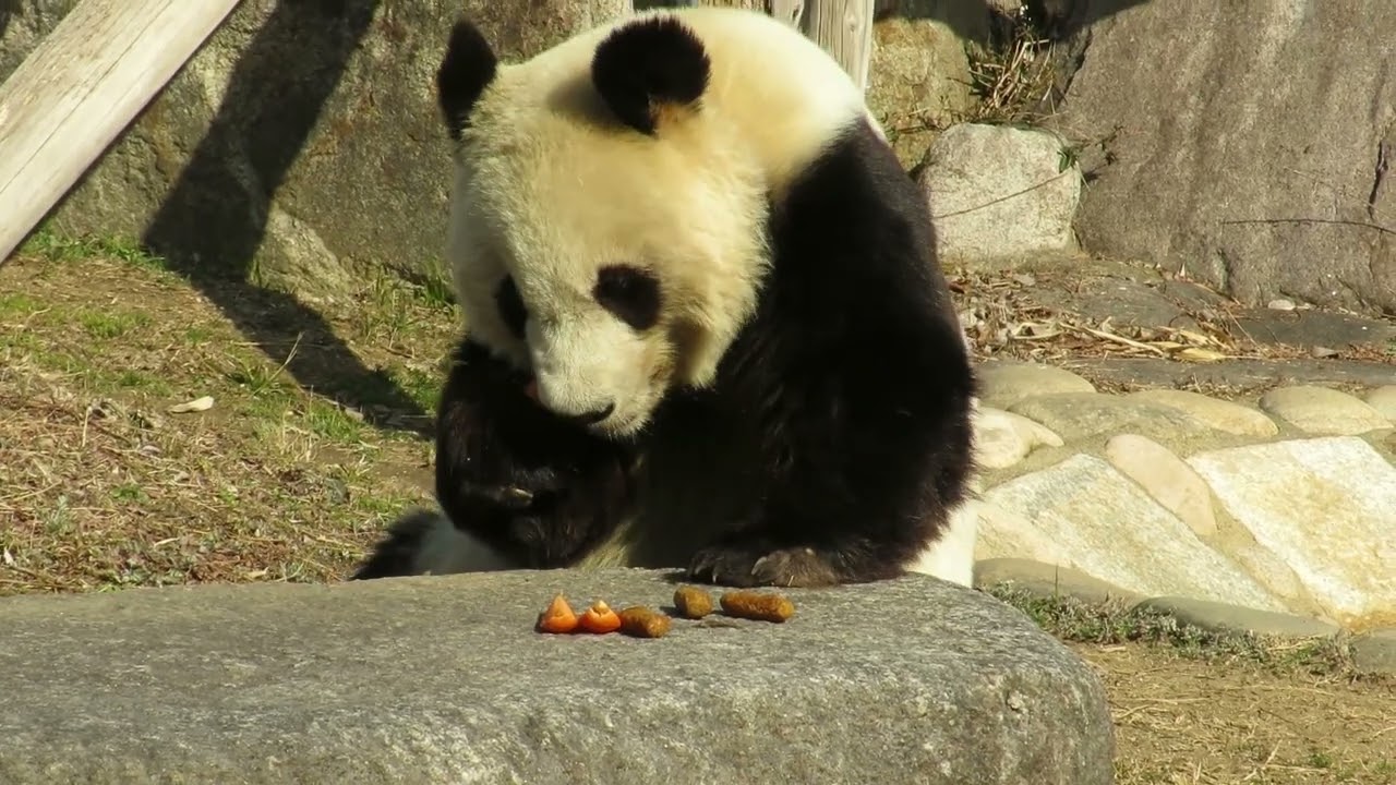 February 20, 2018 [Selection] Panda travels a long way to reach