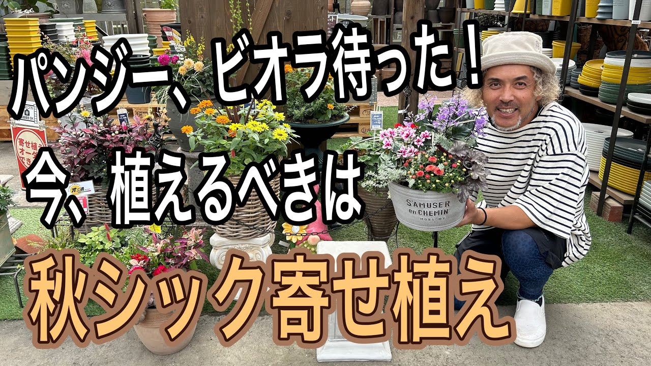 ローズガーデン【現品・鉢まま出荷】季節の寄せ植え3点＆ビオラの