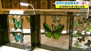 蝶の標本 ジャングルを舞う宝石の世界(珍A) 蝶の標本 宝石の舞う世界