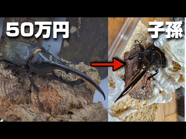 完結】ヘラクレスリッキーブルーの子孫はブルーになる説 - YouTube